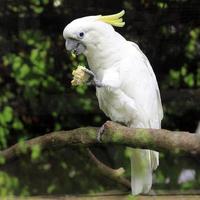 Kakadu cacatua galerita mit weißem Schwefelschopf foto