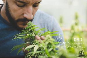 Forscher, die auf einem Hanffeld arbeiten, überprüfen Pflanzen. cannabinoide in cbd-elementen von marihuana. foto