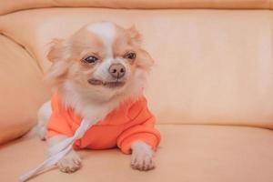 Chihuahua-Hund in einem orangefarbenen Hoodie auf einem beigen Ledersofa. Haustier Tier. foto