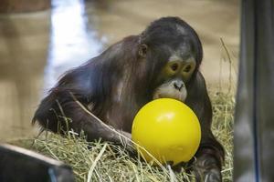 Nahaufnahme eines Affenbabys, der in einem Zoo mit einem Ball spielt foto