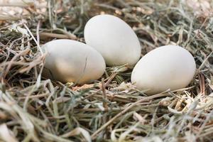 Eier im Nest foto