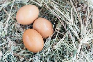 Eier im Nest foto