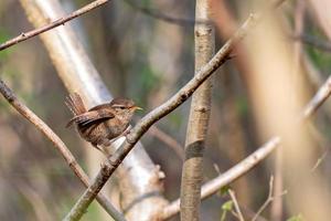 winziger Zaunkönig, der im Frühling in einem Baum thront foto