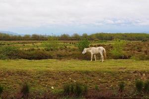 weißes pferd in den bergen pferd grasen auf dem feld foto