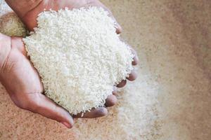 Nahaufnahme von weißem Reiskorn aus rohem Jasmin in der Hand der Landwirtschaft. foto