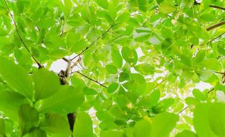 Ansicht von unten grüne Blätter Hintergrund im tropischen Wald mit Sonnenlicht. foto