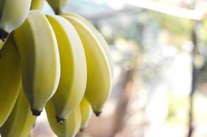 Nahaufnahme von kultivierten Bananen auf unscharfem Bokeh-Hintergrund. foto