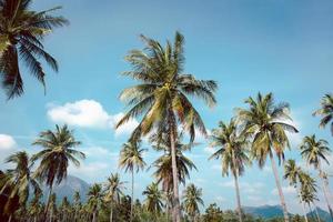 tropische landschaft kokospalme mit himmel und weißem wolkenhintergrund.