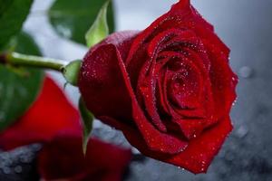 Wassertropfen auf einer schönen Rose