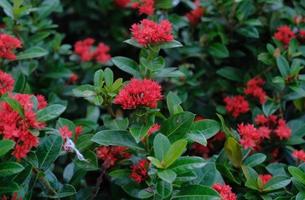 Saraca Asoca oder Ixora-Blume - die Ashoka ist ein Regenwaldbaum. Im Garten blühen rote Asoka-Blumen foto