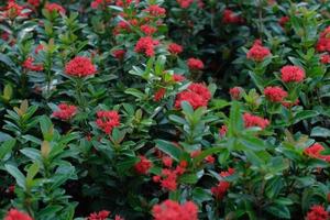 Saraca Asoca oder Ixora-Blume - die Ashoka ist ein Regenwaldbaum. Im Garten blühen rote Asoka-Blumen foto