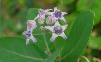 Blühende Kronenblume, Riesenwolfsmilch, Calotropis gigantea, Riesenkalotropblume foto