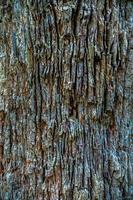 Rinde eines Sheoak-Baums foto