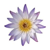 Nahaufnahme von rosa Lotus- oder Seerosenblume blüht isoliert auf weißem Hintergrund. Clipping-Pfad enthalten. foto