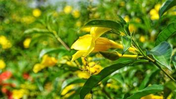 gelbe Blumen im Blumengarten foto