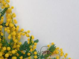 Mimose sc. name akazie dealbata gelbe blume foto