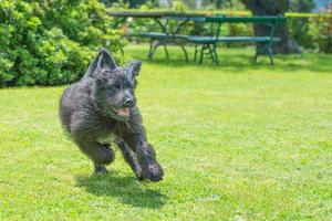 schwarzer schäferhund läuft foto