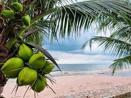 Gruppe von Kokosnuss-Bio-Früchten, die am Strand mit Zweigen hängen. Wasser Saft gesundes Getränk. foto