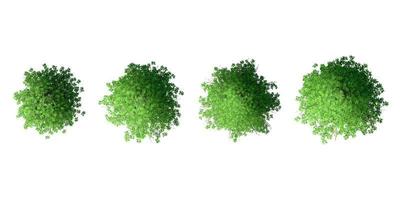 3D-Baum-Draufsicht isoliert auf weißem Hintergrund, zur Visualisierung in der Architektur foto