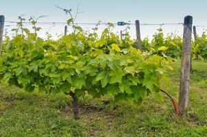 Weinbau mit Weinreben für die Weinherstellung foto