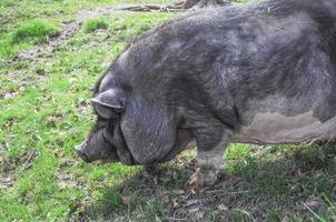 großes schwarzes schwein, auch bekannt als devon oder cornwall schwarze rasse von inländischen pi foto