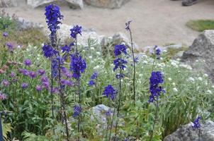 Aconitum napellus Blume foto