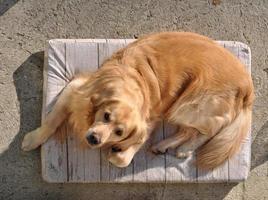 Golden Labrador Retriever-Hund foto