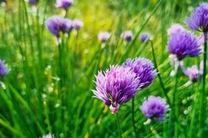 Lila Zwiebelblume aus nächster Nähe. natürlichen Hintergrund. Anbau von Schnittlauch im Garten. foto