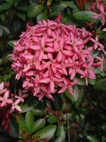 asoka rosa blume zierpflanze foto