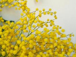 Mimose sc. name akazie dealbata gelbe blume foto