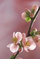 pastellfarbene Frühlingsblüten foto