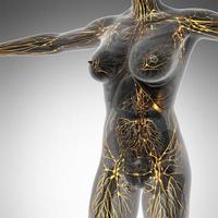 Menschliches lymphatisches System mit Knochen im transparenten Körper foto