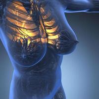 wissenschaftliche anatomie des weiblichen körpers mit glühenden lungen