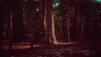 riesige Sequoia-Bäume, die im Sequoia-Nationalpark über dem Boden aufragen foto