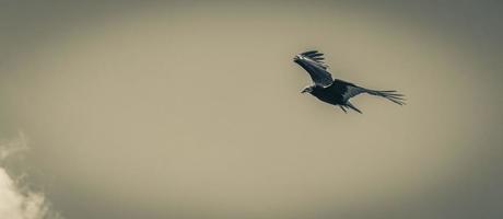 tropischer schwarzer Truthahngeier Cathartes Aura Aura blauer Himmel Mexiko. foto