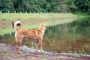 Ein brauner Hund, der am Fluss steht. foto