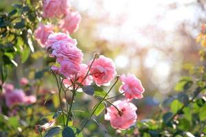 rosafarbene englische Rosen, die im Sommergarten blühen, eine der duftendsten Blumen, am besten riechende, schöne und romantische Blumen foto