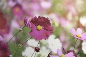 rosa Kosmosblume blühendes Kosmosblumenfeld, schönes klares natürliches Parkbild des Sommergartens im Freien. foto