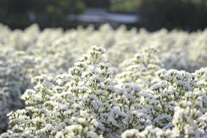 schöne weiße schneiderblume, die in der gartenform blüht, mae rim, chiang mai, thailand foto