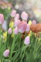 rosafarbene Tulpe, die auf buntem Blumenfeld blüht, schöne Frühlingsgartenblume, weicher selektiver Fokus foto