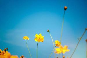 orange und gelbe Kosmosblume blühendes Kosmosblumenfeld, schönes klares natürliches Parkbild des Sommergartens im Freien. foto