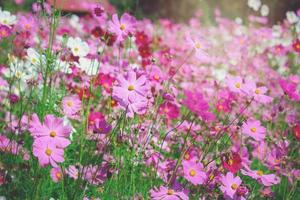 rosa Kosmosblume blühendes Kosmosblumenfeld, schönes klares natürliches Parkbild des Sommergartens im Freien. foto