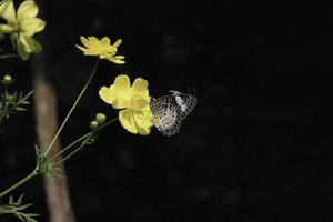 schmetterling schmetterling auf gelber kosmosblume im sommerfrühlingsgarten foto