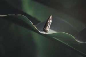 schmetterling schmetterling auf grünem blatt im sommerfrühlingsgarten foto