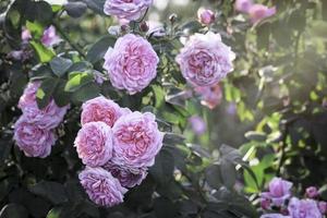 rosafarbene englische Rosen, die im Sommergarten blühen, eine der duftendsten Blumen, am besten riechende, schöne und romantische Blume foto