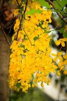 schöne goldene dusche blume ratchaphruek, tropische gelbe blume, die im sommergarten blüht foto