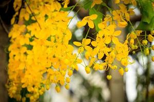 schöne goldene dusche blume ratchaphruek, tropische gelbe blume, die im sommergarten blüht foto