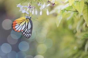 Nahaufnahme schöner Schmetterling auf wilder Wasserpflaume weiße Blume im Sommergarten, Monarch-Tiger-Schmetterling Tierwelt Insekt in der Natur foto