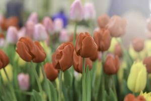 rote tulpe, die auf buntem blumenfeld blüht, schöne frühlingsgartenblume, weicher selektiver fokus foto