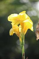 schöner indischer schuss, canna-blume, die im frühlingssommergarten blüht, tropocal-blume mit einem natürlichen hintergrund foto